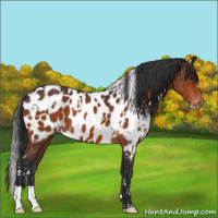 Horse Color:White Spotted Brown Appaloosa 