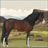 Horse Color:Brown Sabino 