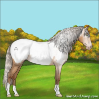Horse Color:Gray Silver Amber Champagne Appaloosa Rabicano 