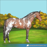 Horse Color:White Spotted Bay Varnish 