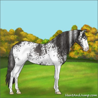 Horse Color:White Spotted Smoky Black Sabino Rabicano 