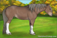 Horse Color:Liver Chestnut Mushroom 