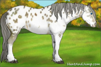 Horse Color:Chocolate Palomino Mushroom Sabino Splash Near Leopard 