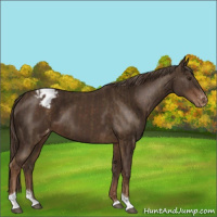Horse Color:Chocolate Palomino Sabino Tobiano Appaloosa Rabicano  and Liver Chestnut Sabino Tobiano Appaloosa Rabicano 