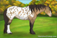 Horse Color:Buckskin Dun Blanket 