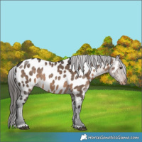 Horse Color:Brown Dun Appaloosa 