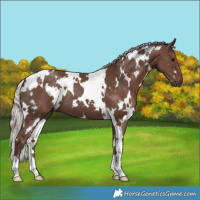 Horse Color:White Spotted Silver Black 