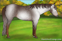 Horse Color:Gray Chestnut 