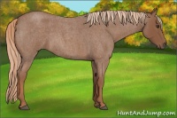 Horse Color:Red Roan 