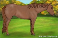 Horse Color:Red Roan 