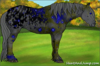 Horse Color:ERROR: UNKNOWN ANOMALY
