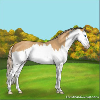 Horse Color:Palomino Roan Splash 