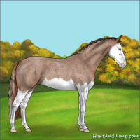 Horse Color:Red Roan Splash Appaloosa 