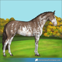 Horse Color:Liver Red Dun Sabino Rabicano 