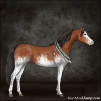 Horse Color:White Spotted Bay Sabino Rabicano 