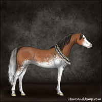 Horse Color:White Spotted Bay Splash Rabicano