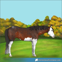Horse Color:Brown Splash 