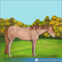 Horse Color:Gold Champagne