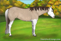 Horse Color:Liver Red Dun Splash 