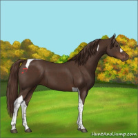 Horse Color:Liver Chestnut Tobiano 