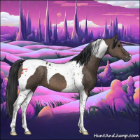 Horse Color:Brown Dun Tobiano Appaloosa 