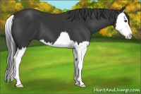 Horse Color:Black Splash