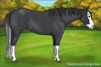 Horse Color:Blue Roan Splash 