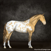 Horse Color:Amber Cream Champagne Appaloosa