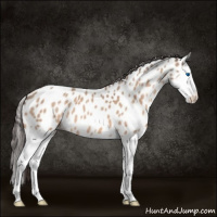 Horse Color:Amber Champagne Splash Appaloosa 