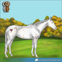 Horse Color:Silver Sable Champagne Tobiano Appaloosa Rabicano