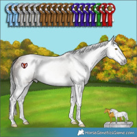 Horse Color:Gray Sable Champagne Splash 