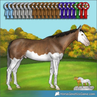 Horse Color:Gray Sable Champagne Splash 