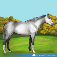 Horse Color:Gray Brown Rabicano
