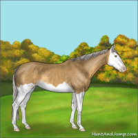 Horse Color:Silver Classic Cream Champagne Splash 