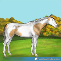 Horse Color:Amber Cream Champagne Splash Tobiano