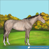 Horse Color:Sable Champagne Roan Rabicano