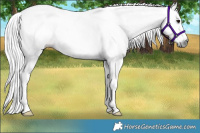 Horse Color:Gray Brown Splash Rabicano