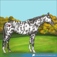 Horse Color:Grullo Appaloosa Rabicano