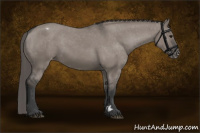 Horse Color:Grullo Appaloosa