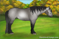 Horse Color:Gray Grullo 