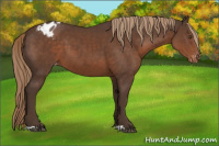 Horse Color:Liver Chestnut Varnish 