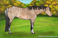 Horse Color:Bay Dun  and White Spotted Bay Dun 