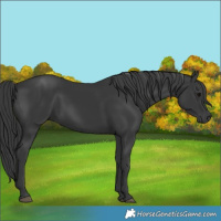 Horse Color:Black 