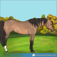 Horse Color:Bay Dun 
