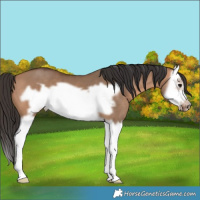 Horse Color:Bay Dun Splash Frame