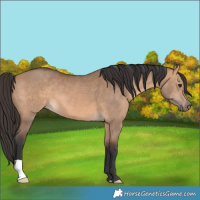 Horse Color:Bay Dun