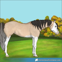 Horse Color:Bay Dun Splash 