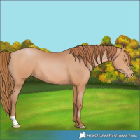 Horse Color:Bay Pearl 
