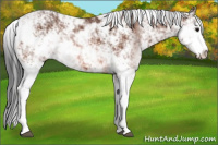 Horse Color:Bay Sabino Rabicano 