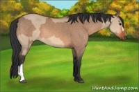 Horse Color:Bay Dun  and Bay Dun 